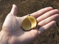 Aspidosperma