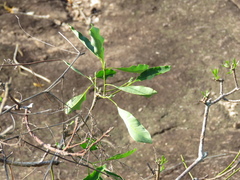 Aspidosperma
