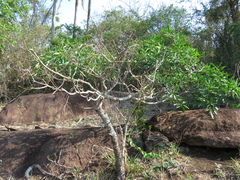 Aspidosperma