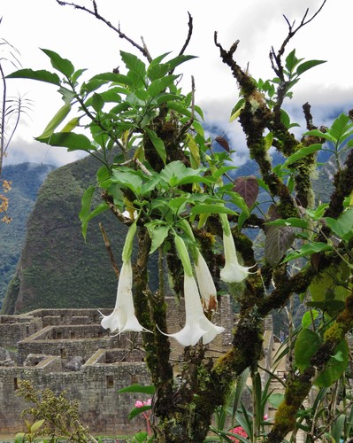 Brugmansia arborea