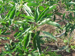 Aspidosperma