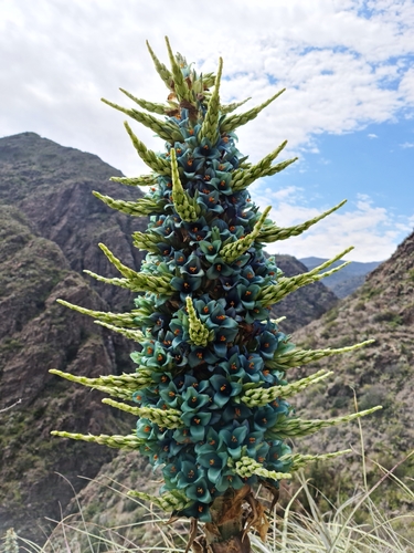 Puya alpestris
