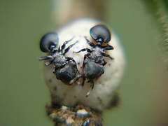 Cephalotes pusillus
