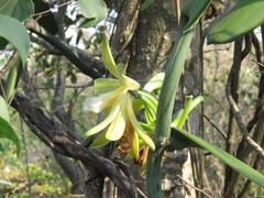 Vanilla chamissonis