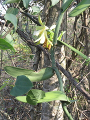 Vanilla chamissonis