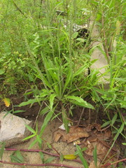 Plantago myosuros