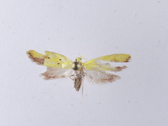 Gymnobathra flavidella