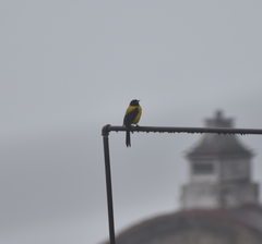 Icterus graduacauda