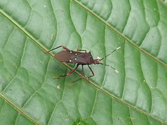 Leptoscelis quadrisignatus