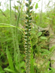 Plantago myosuros