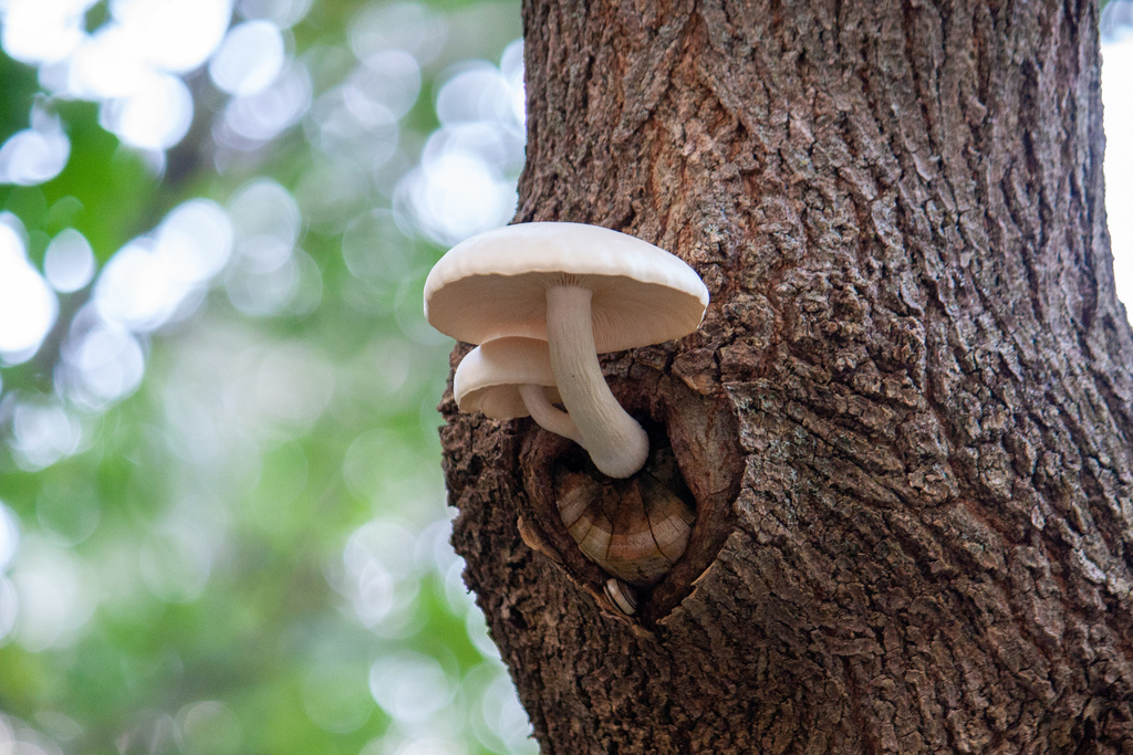 Elm Mushroom (Hypsizygus ulmarius)