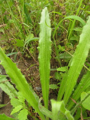 Plantago myosuros