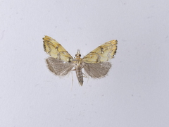 Glaucocharis auriscriptella