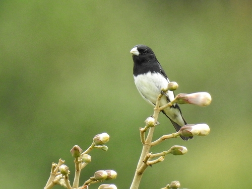 Black-and-white Seedeater (Sporophila luctuosa), photo 2