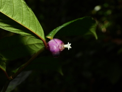 Palicourea apoda
