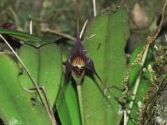 Masdevallia cucullata