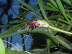 Masdevallia cucullata