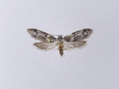 Trachypepla photinella