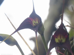 Masdevallia cucullata