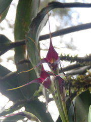 Masdevallia cucullata