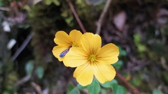 Oxalis spiralis