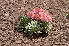 Alstroemeria umbellata