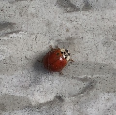 Harmonia axyridis