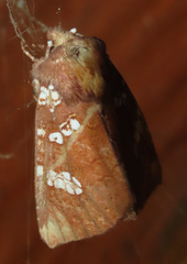 Papaipema marginidens