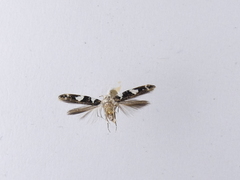 Pyroderces deamatella