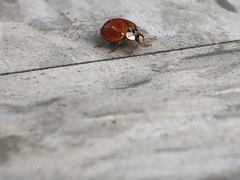 Harmonia axyridis