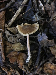 Inocybe paleoveneta