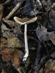 Inocybe paleoveneta
