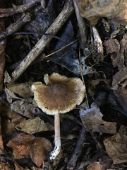 Inocybe paleoveneta