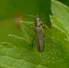 Oedemera virescens