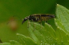 Oedemera virescens