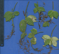 Peperomia sanjoseana