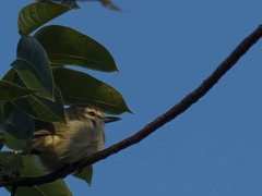 Vireo magister