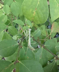 Stagmomantis carolina