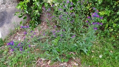 Echium plantagineum