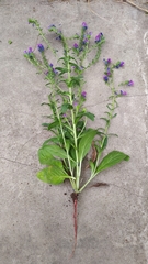 Echium plantagineum