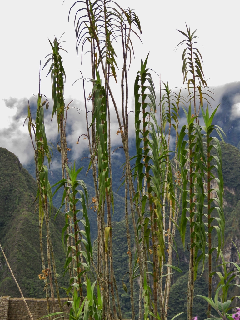 Epidendrum bambusiforme