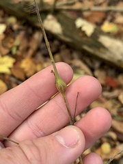 Neolasioptera desmodii