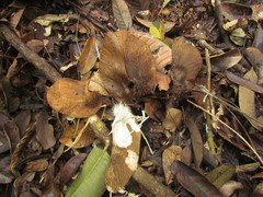 Centrolobium microchaete