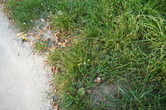 Potentilla argentea
