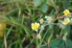 Potentilla argentea