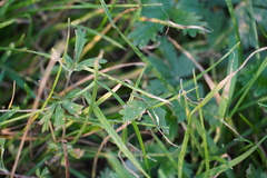 Potentilla argentea
