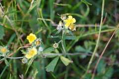 Potentilla argentea