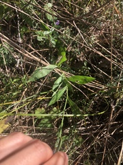 Symphyotrichum puniceum