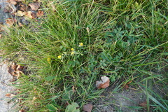 Potentilla argentea