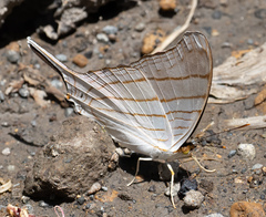 Marpesia livius